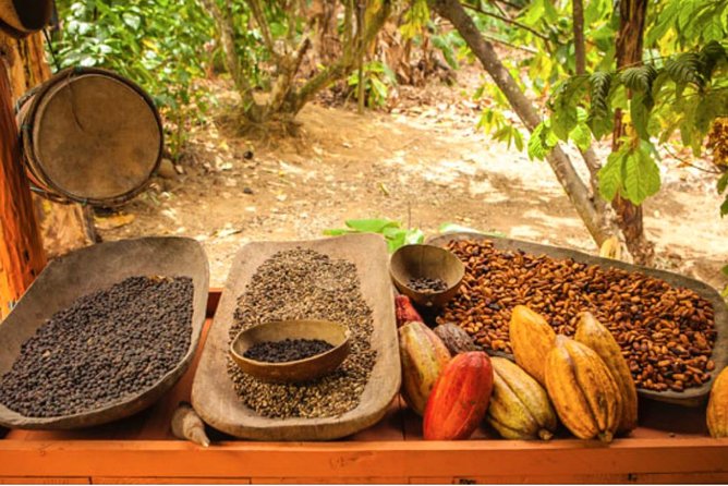 4x4 Dominican Adventure with Chocolate and Coffee Tasting - Safety Gear, Mud, and Comfort Tips That Actually Help