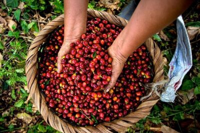 A taste of Aquiares - 2 hours Coffee Tour - Price and value: is $42 worth a 2-hour coffee tour?