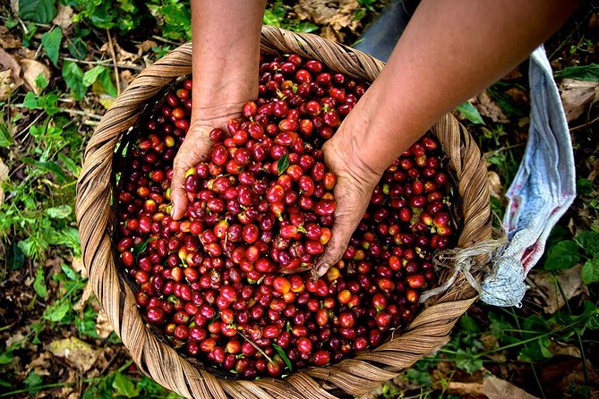 A taste of Aquiares - 2 hours Coffee Tour - Price and value: is $42 worth a 2-hour coffee tour?