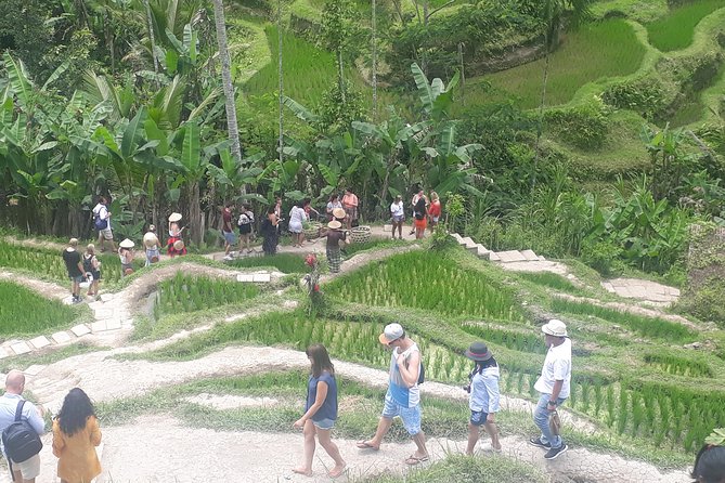 Batur Volcano Sunrise Trekking, Rice Teracce & Bali Coffee Plantation Tour - Why This Batur Sunrise Plan Works in Real Life