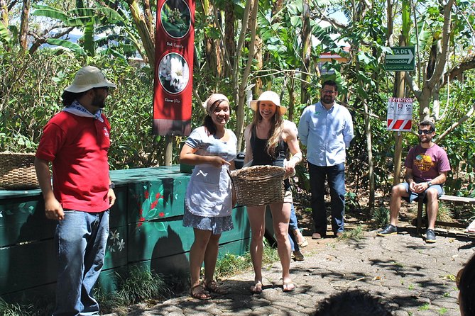 Britt Coffee Tour from San José - Cupping in the Amphitheater: Learning to Taste Like a Pro