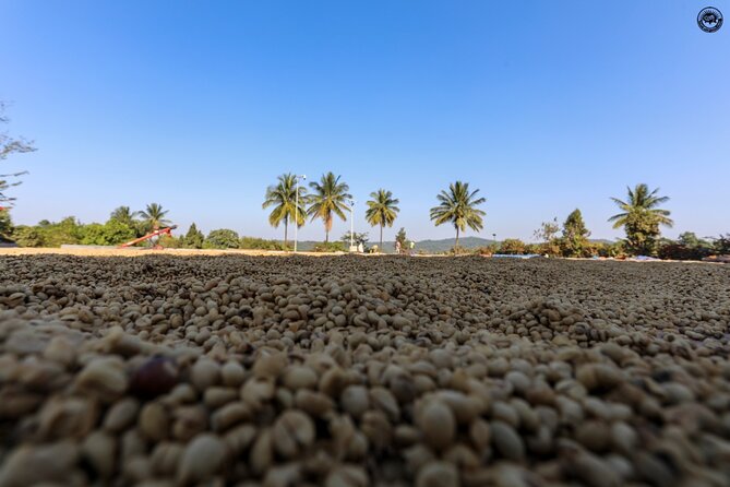 Classic Coorg Coffee Plantation experience - Key things to notice before you go