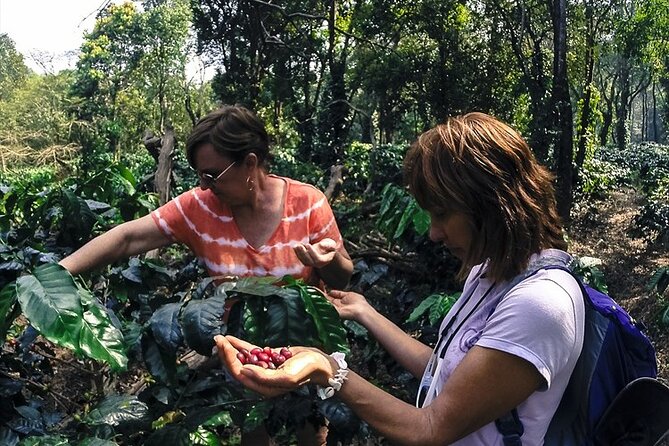 Classic Coorg Coffee Plantation experience - Value check: is $11.33 worth it for most people?