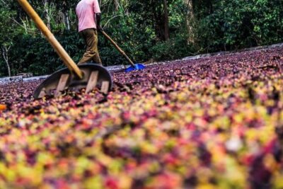 Classic Coorg Coffee Plantation experience - The plantation walk: seedlings to picking without the fluff