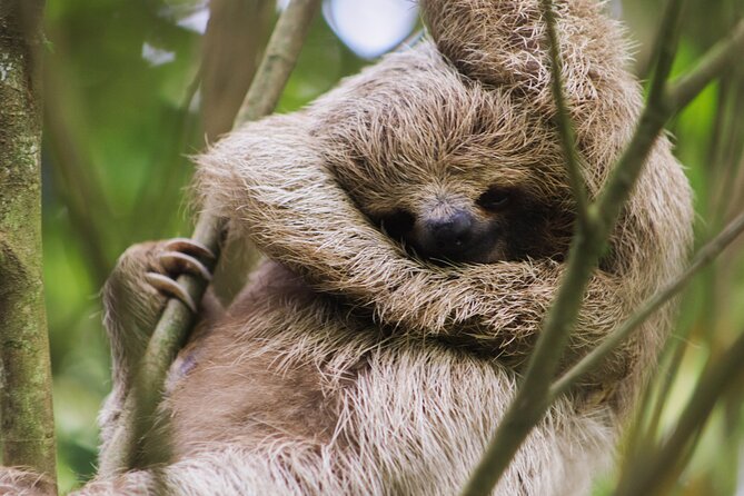 Coffee & Chocolate Tour+Sloths Park & Llanos de Cortez Waterfall - Tamarindo to Bijagua: why this long day works