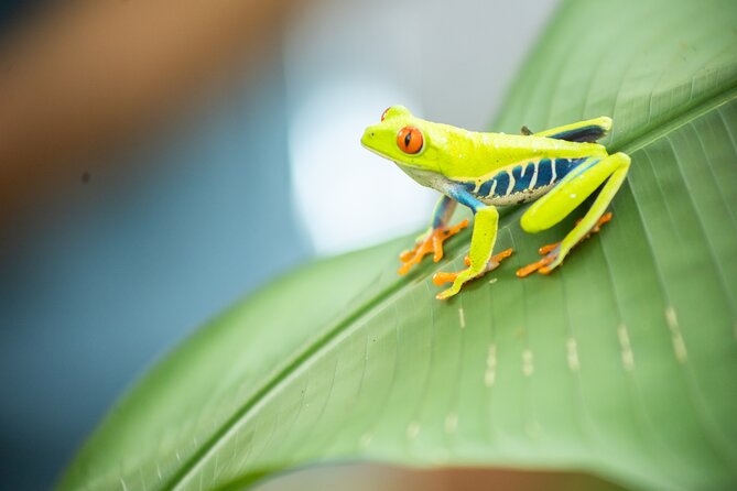 Coffee & Chocolate Tour+Sloths Park & Llanos de Cortez Waterfall - Stop 4: El Sabor de Doña Carmen—typical Costa Rican food and a butterfly garden