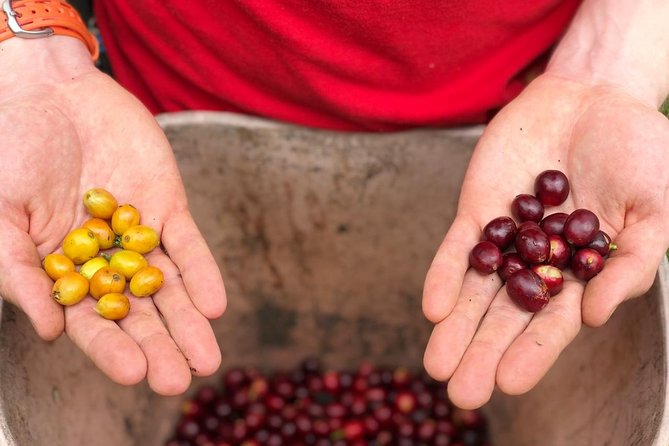 Coffee Farm and Salento Walking Tour - Salento walking tour: history, angles, and local pointers