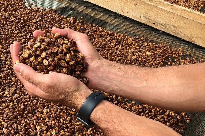 Coffee Farm and Salento Walking Tour - Timing and logistics: how the 5 hours usually unfold