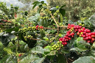 Coffee Farm and Salento Walking Tour - Private tour value: what you’re really paying for at $88