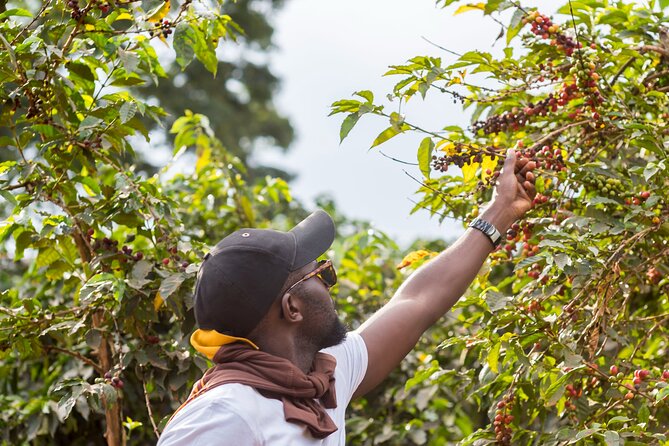 Coffee Farm Village & Factory Half Day Tour with Pick-Up - Coffee countryside, timed for a half-day from Nairobi