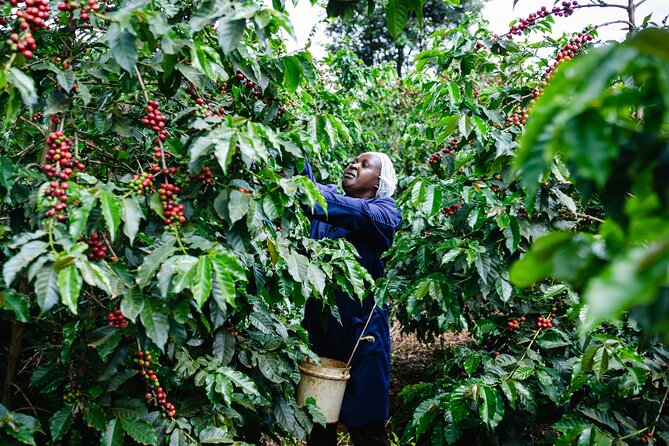 Coffee Farm Village & Factory Half Day Tour with Pick-Up - The guide and driver team: what you’ll notice fast