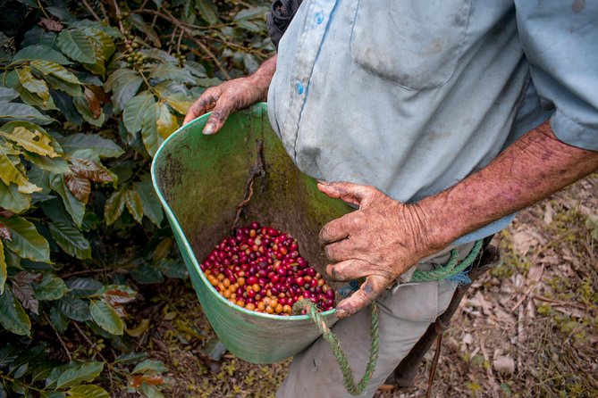 Coffee Tour. - First Stop at Finca Lusitania: Meeting, Coffee-Time, and Mauricio’s Style