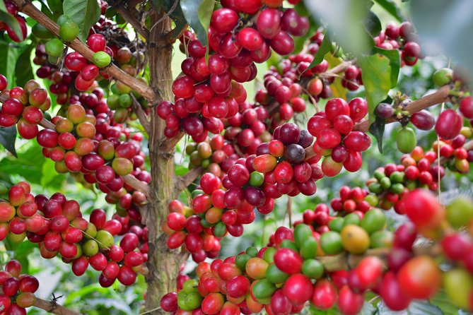 Coffee Tour at the Finca del Café - A Working Coffee Plantation Above Santa Rosa de Cabal