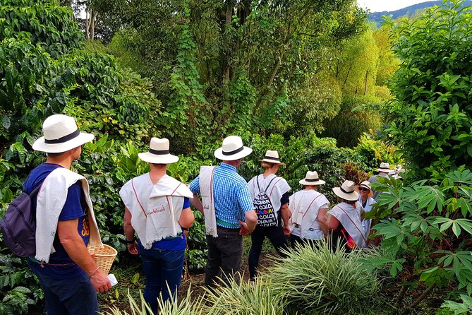 Coffee Tour at the Finca del Café - Should You Book Coffee Tour at Finca del Café?