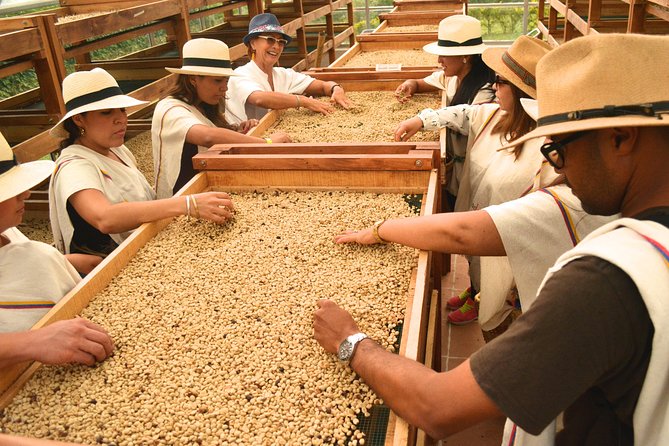 Coffee Tour at the Finca del Café - Two Origin Tastings Plus a Cold Coffee Specialty