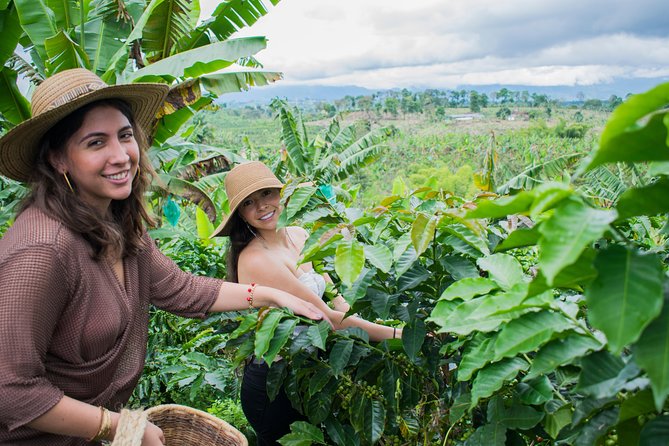 Coffee Tour. - From Producing to Roasting: Why One Bean Can Taste Different