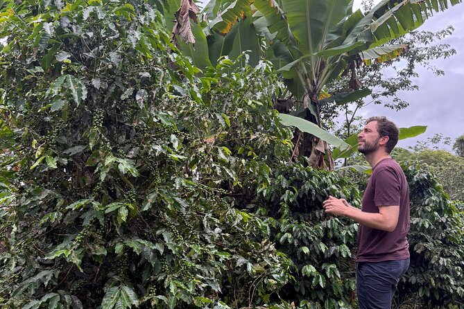 Coffee & Waterfalls Tour: from the mountains to the cup - Coffee farms and bean-to-cup learning you can use at home