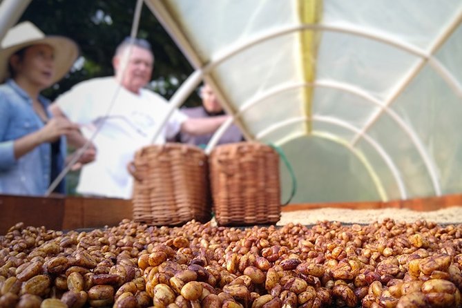 Explore the Coffee Process_From Tree to Cup & Fun by Jeep - Jeep Ride Into Coffee Country Above Pereira
