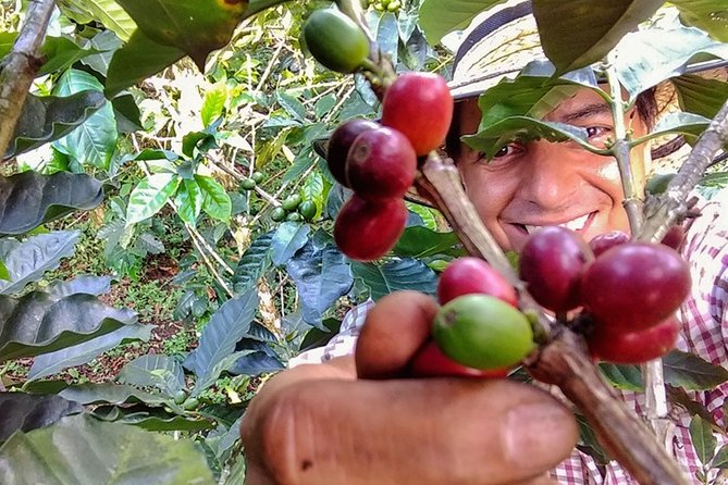 Explore the Coffee Process_From Tree to Cup & Fun by Jeep - Andes to Plantation: How Coffee Grows With Other Crops