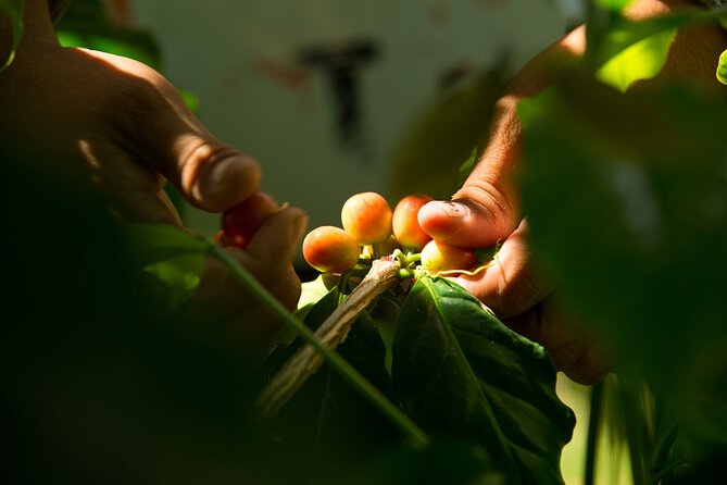 Kona Coffee Tasting: A Farm to Cup Experience - Kona Coffee Tasting at The Coffee LAB: where the hour starts