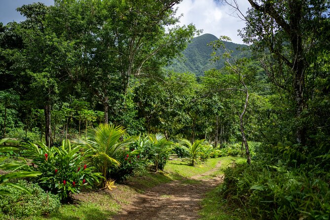 Liamuiga Natural Farm Tour - St.Kitts' Coffee Farm - Key Things You’ll Remember About This St. Kitts Coffee Farm Tour
