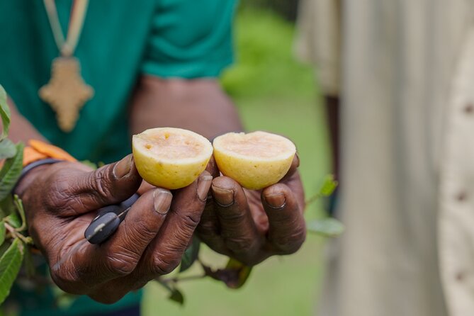 Liamuiga Natural Farm Tour - St.Kitts' Coffee Farm - Lunch Tour at 11:00: Farm-to-Table Flavor With Real Local Ingredients