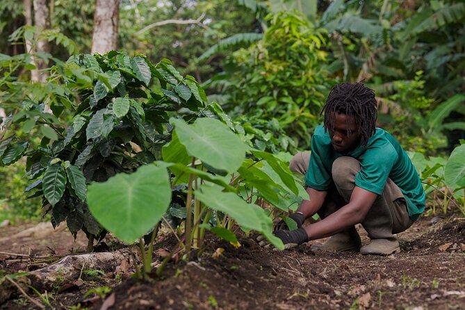 Liamuiga Natural Farm Tour - St.Kitts' Coffee Farm - Trails and Time to Look Around: Slow Walks, Hill Views, and Quiet Focus