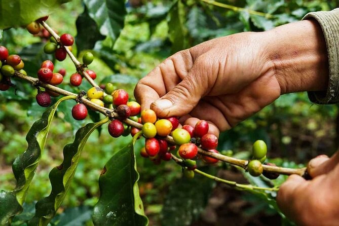 Maasai village visit, Materuni waterfalls & coffee experience - How the timing adds up in a 12-hour day