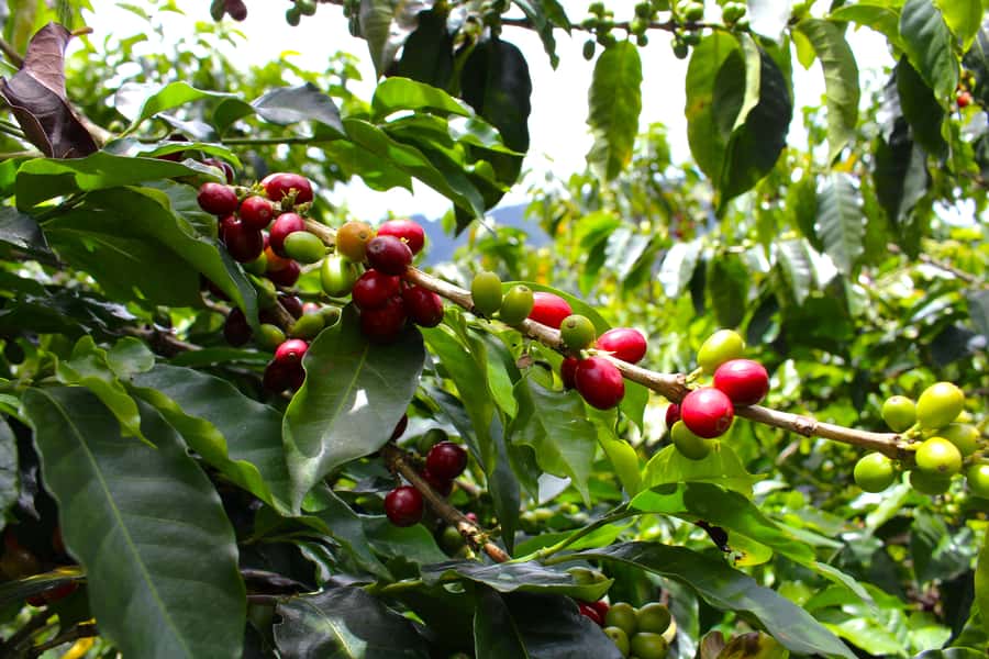 Medellín Coffee Farm Tour with Trolley and Cable Car Ride - What to Wear, What to Bring, and Who This Suits