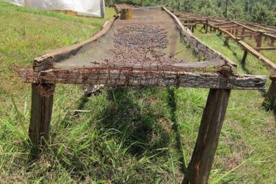 Nairobi Coffee Farm and Factory Tour - Fairview Coffee Estate: the walk that makes the rest click