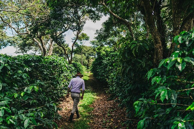Poás Volcano and Coffee Tour with Tasting and La Paz Falls - Vara Blanca and La Paz Waterfall: Short Stop, Photo-First Timing