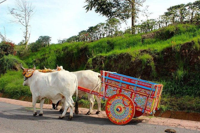 Poas Volcano + Coffee Plantations & La Paz Waterfall Gardens Trip from San Jose - Pace, Food, and the Walking Count You Should Plan For