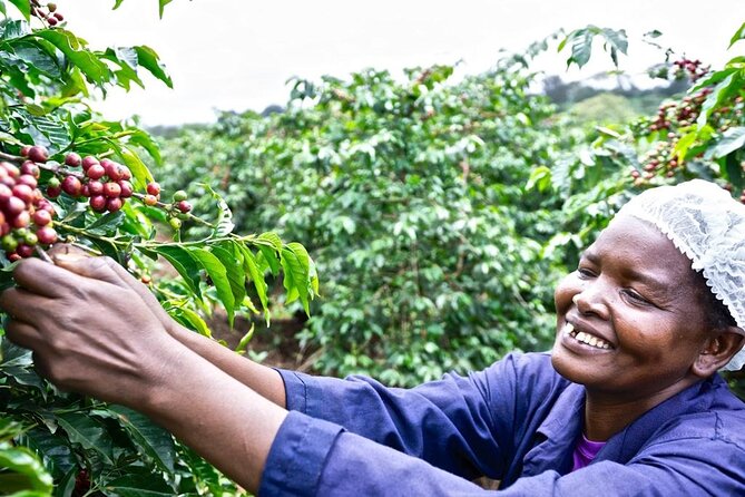 Private Half-Day Tour in Fairview Coffee Farm from Nairobi - Key highlights to know before you go