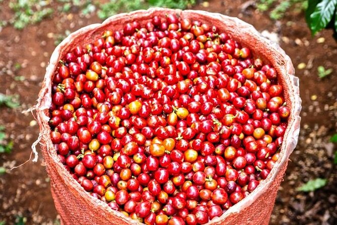 Private Half-Day Tour in Fairview Coffee Farm from Nairobi - Coffee Tasting Like a Local: Grades, Types, and Varieties