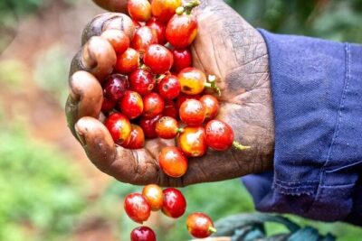 Private Half-Day Tour in Fairview Coffee Farm from Nairobi - What You Learn on the Estate: Nursery to Harvesting