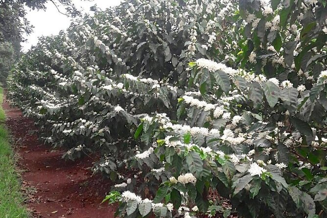 Private Half-Day Tour in Fairview Coffee Farm from Nairobi - What the Morning Feels Like: Timing, Walking, and Comfort