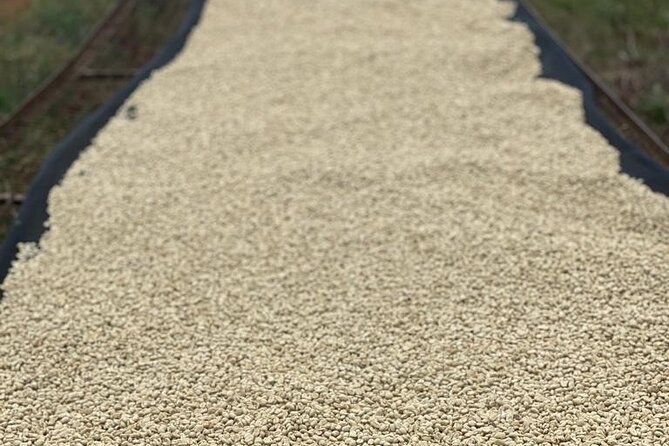 Private Half-Day Tour in Fairview Coffee Farm from Nairobi - Price and Logistics: Is $90 Worth It?
