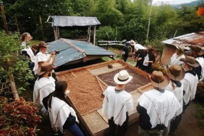 Salento and Cócora Tour plus Coffee Farm from Pereira or Armenia - Valle del Cocora Palm Forest Walk (and Condor Habitat)