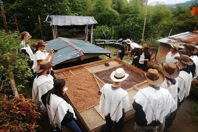 Salento and Cócora Tour plus Coffee Farm from Pereira or Armenia - Valle del Cocora Palm Forest Walk (and Condor Habitat)