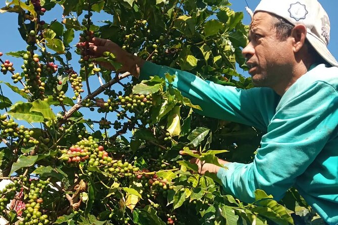 Sarangkot Village Coffee Culture and Authentic Local Life Tour - The heart of the day: Sharing Seeds and organic Arabica from farm to cup