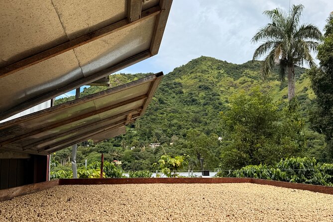 Sueños de Cafe - A Coffee Lovers Dream - Key things to know before you go