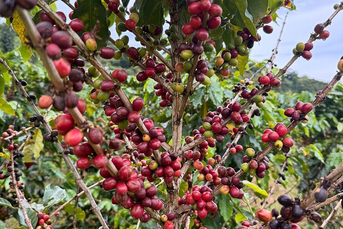 Sueños de Cafe - A Coffee Lovers Dream - Guides, pace, and how the day actually feels