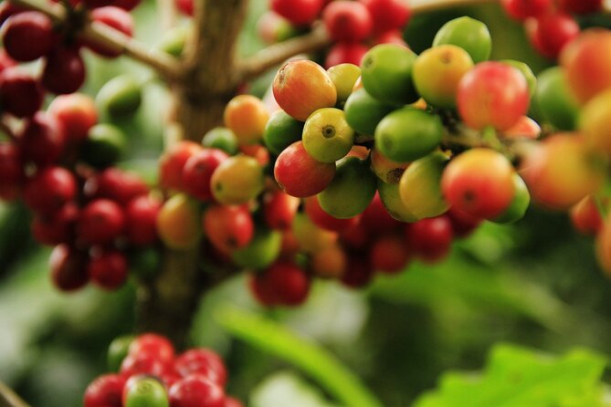 Super Combo Tour: Waterfalls Gardens + Coffee Tour + Poás Volcano - La Paz Waterfall Gardens: the best walking, plus 110+ rescued animals