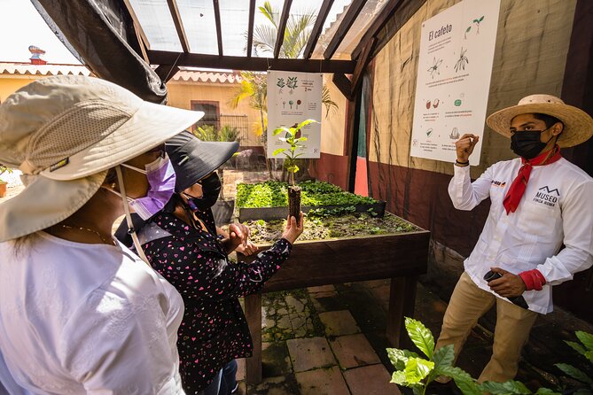 The Colors of Coffee in the Farms of Coatepec - Who This Tour Suits Best (and Who Might Skip It)
