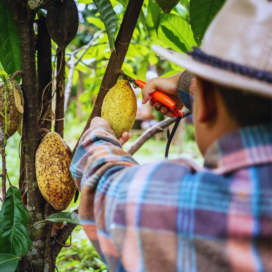 Trekking History and Indigenous Heritage in Minca + Cacao & Coffee + Waterfall - Price check: what $41 covers, and why it can be good value