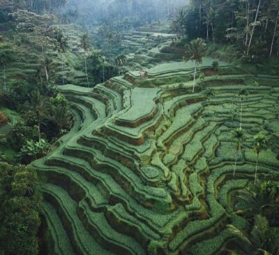 Ubud: Waterfall, Holy Water Temple,Swing&coffee plantation - Getting picked up (and where the extra fees may apply)