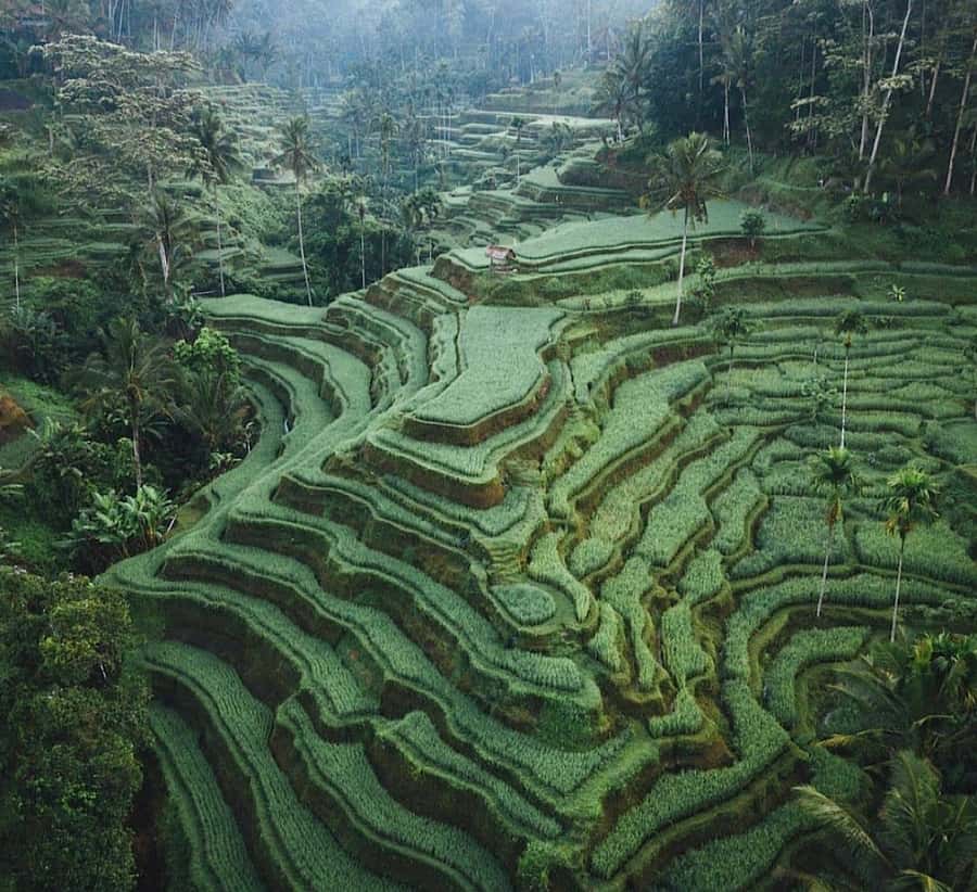 Ubud: Waterfall, Holy Water Temple,Swing&coffee plantation - Getting picked up (and where the extra fees may apply)