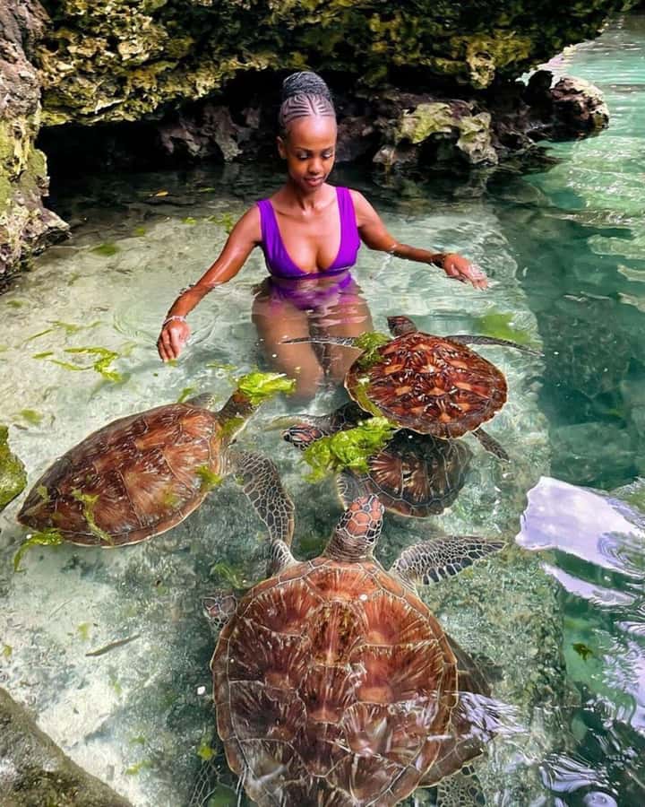 ZANZIBAR: Sea Turtle Swimming & Feeding Experience in NUNGWI - Key highlights to look forward to