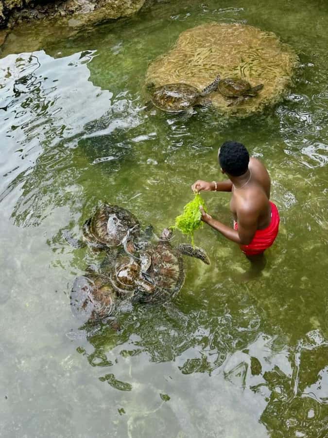 ZANZIBAR: Sea Turtle Swimming & Feeding Experience in NUNGWI - Sea Turtles in Nungwi: why this lagoon encounter feels special