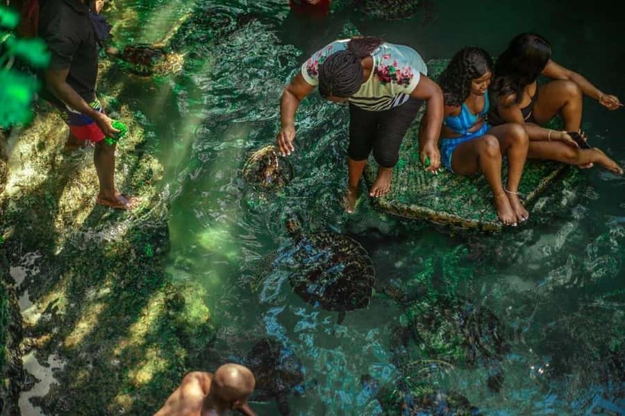 ZANZIBAR: Sea Turtle Swimming & Feeding Experience in NUNGWI - The 2-hour flow: what happens from welcome to seaweed feeding